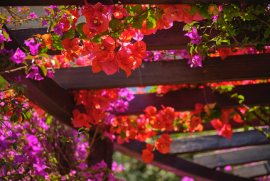 Vertical Garden Plants