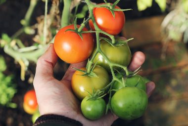 Tomatoes grown in a vertical vegetable gardening system.