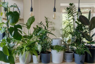 Indoor Vertical Garden