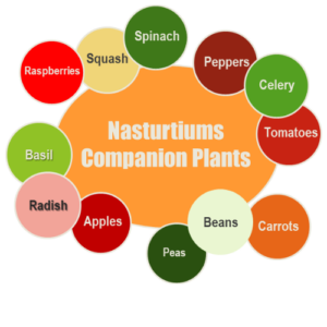 Nasturtium Companion Plants