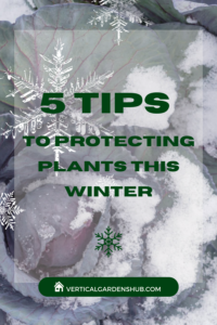 Protecting Plants this Winter